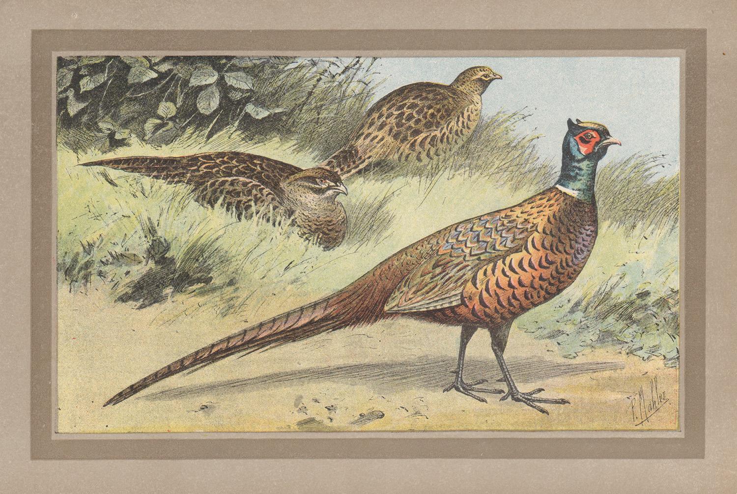 Unknown Animal Print - Pheasant, French antique natural history bird art illustration print