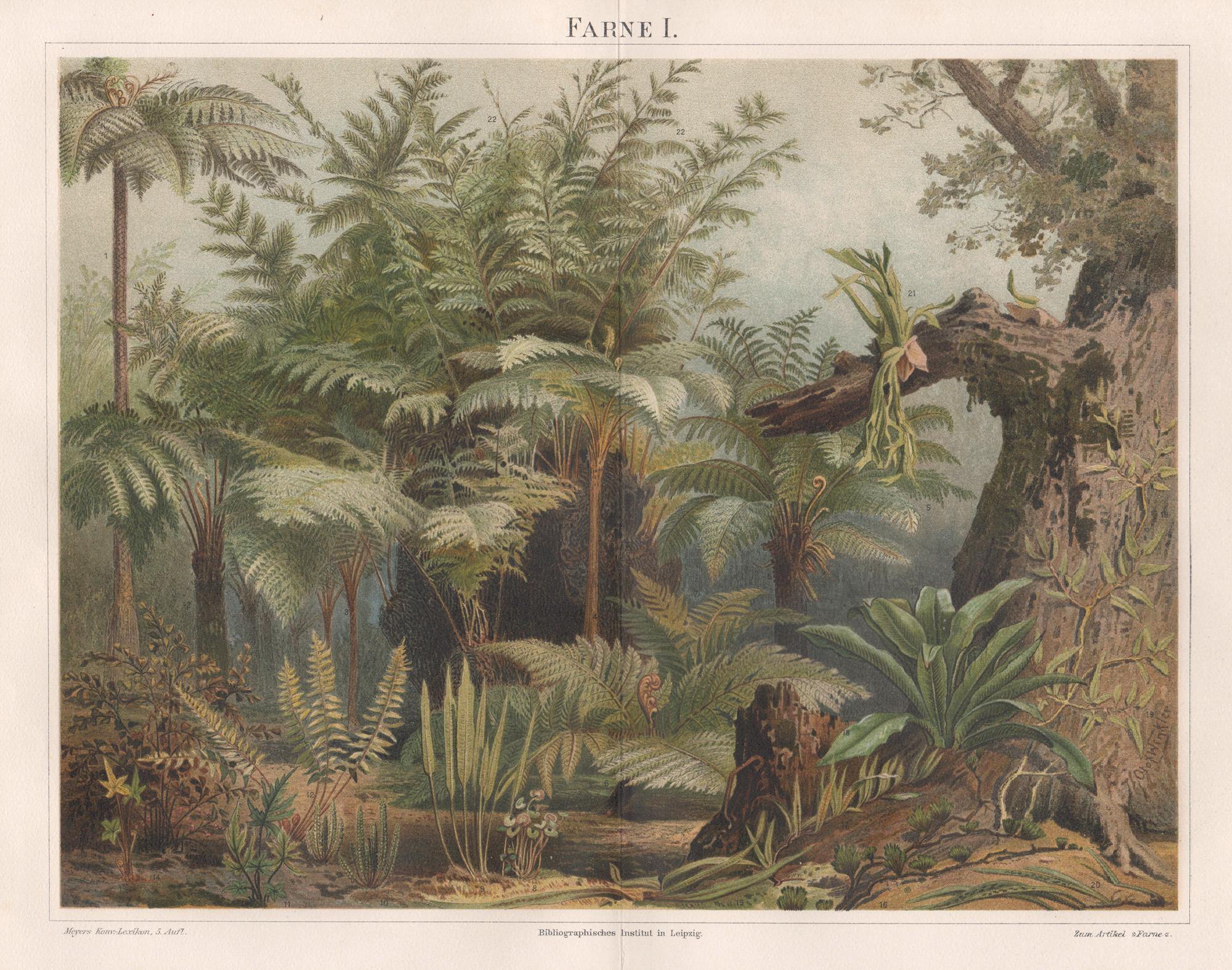 Farne I (Ferns), German antique botanical chromolithograph print