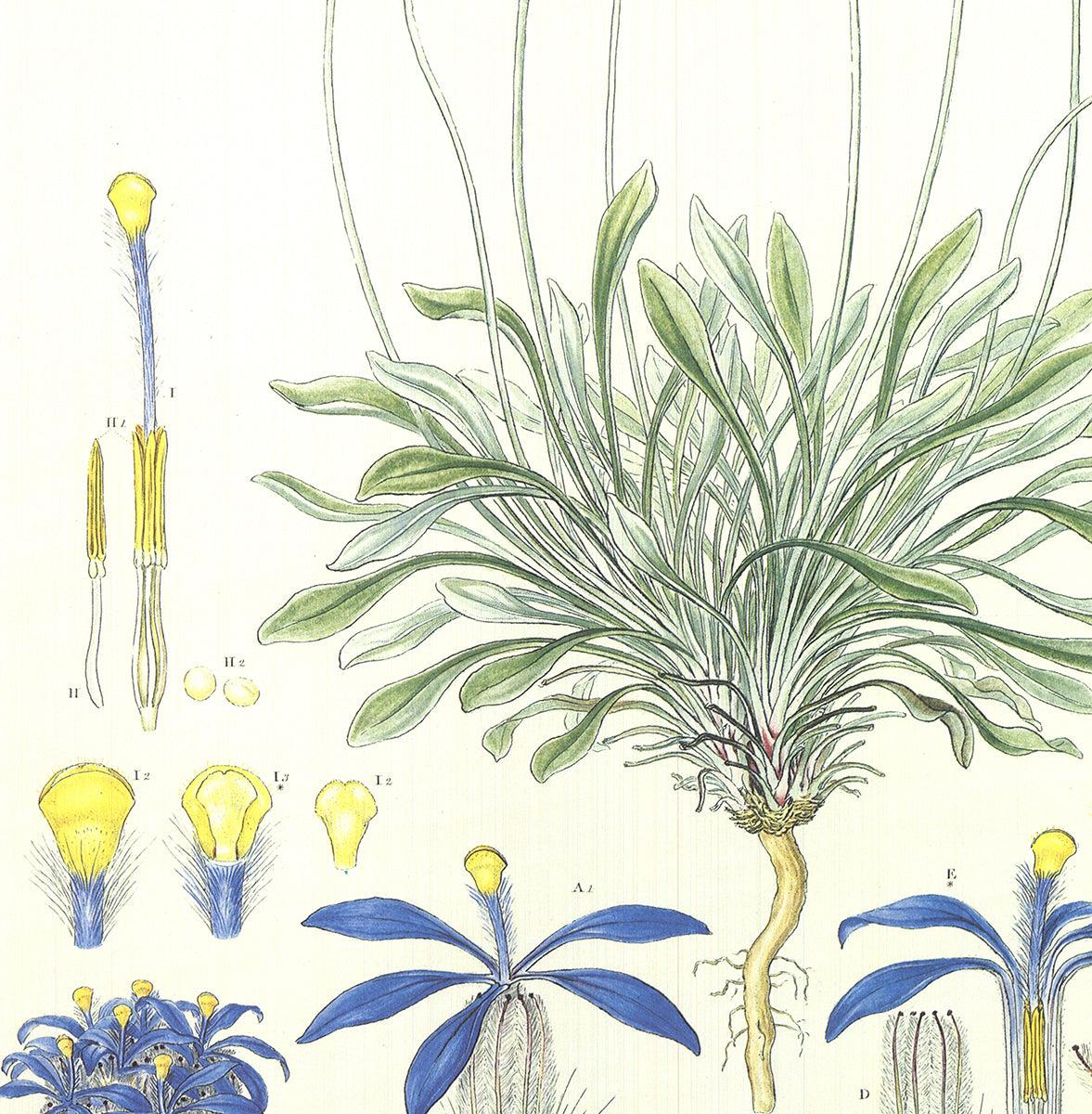 Ferdinand Bauer 'Illustrations of the Flora of New Holland' 1990 For Sale 1
