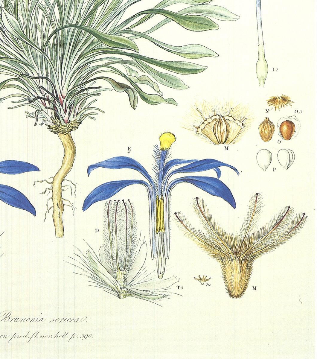 Ferdinand Bauer 'Illustrations of the Flora of New Holland' 1990 For Sale 2