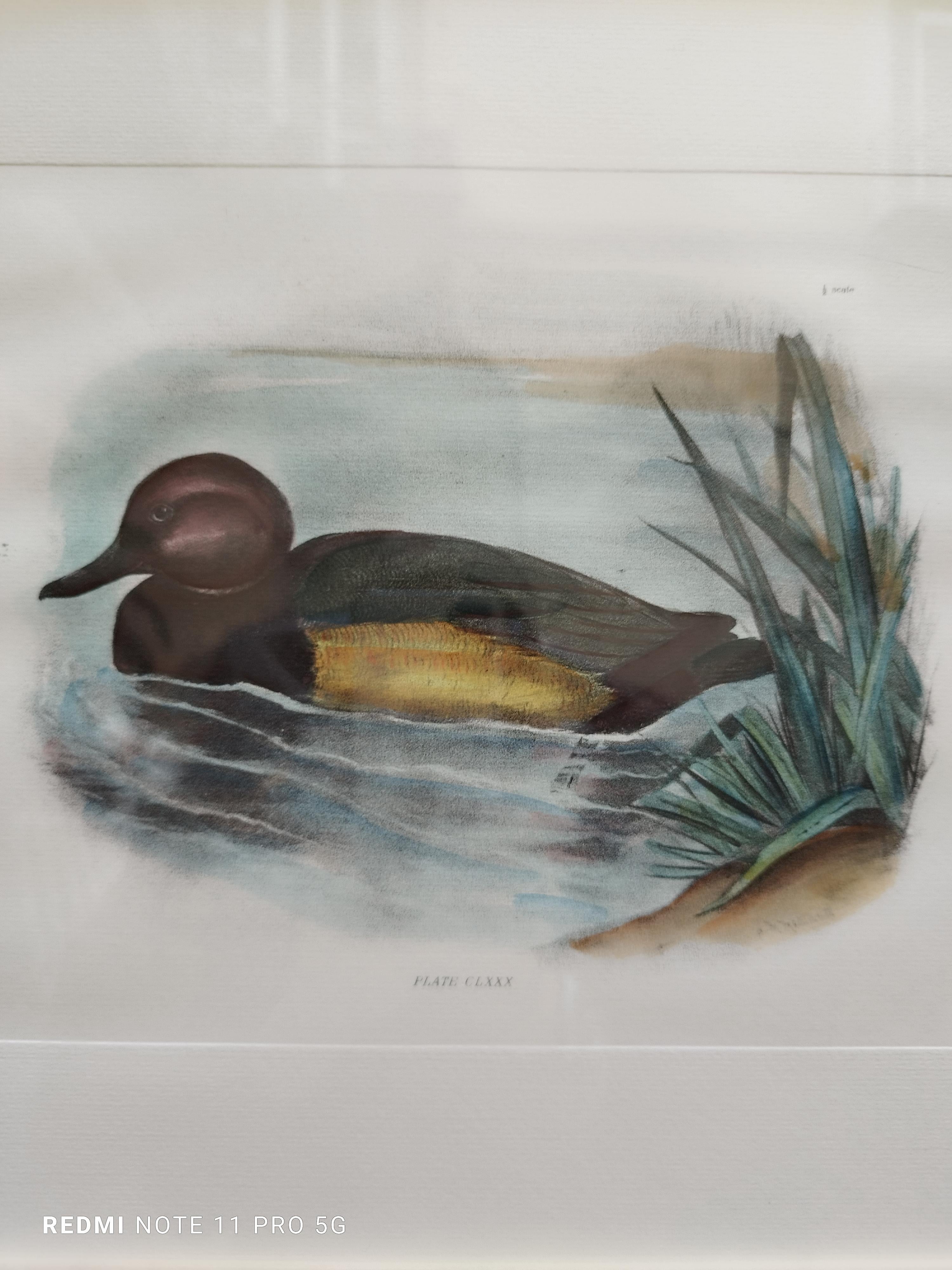 Ferruginous Duck - Colored lithograph on paper 1950s - Print by Unknown
