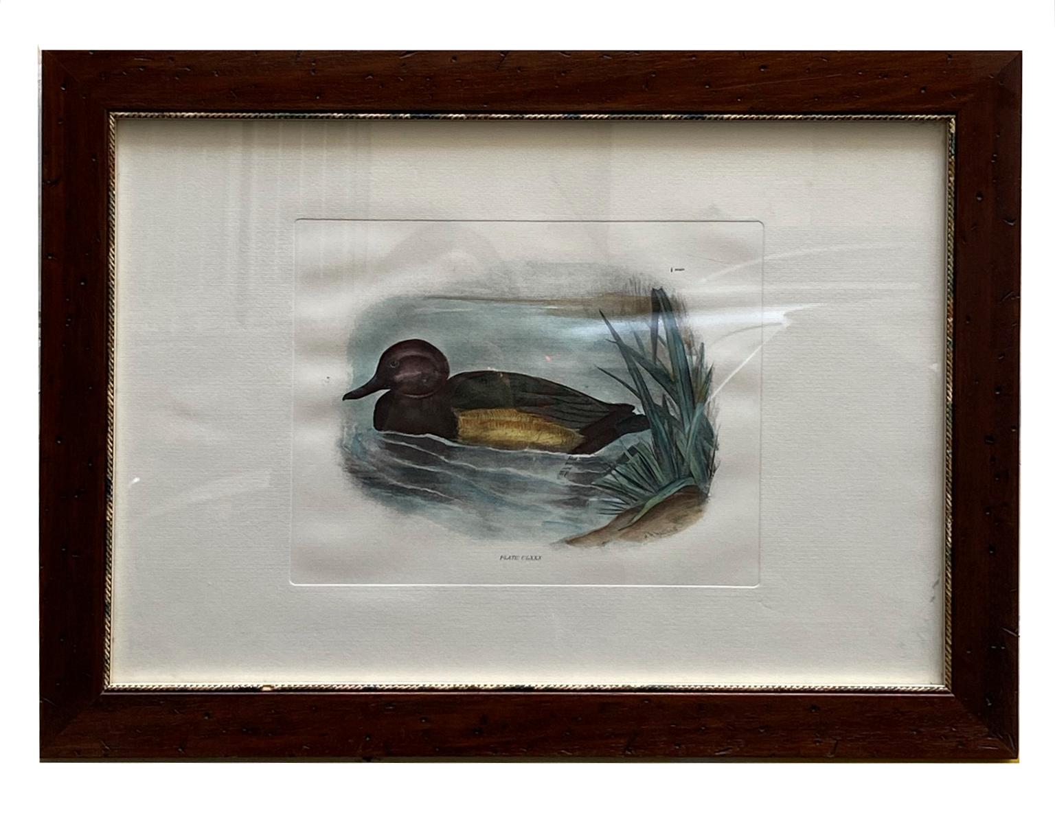 Unknown Animal Print - Ferruginous Duck - Colored lithograph on paper 1950s