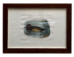 Ferruginous Duck - Colored lithograph on paper 1950s