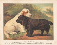 Field Spaniels, Clumber and Sussex, English Victorian dog chromolithograph, 1881