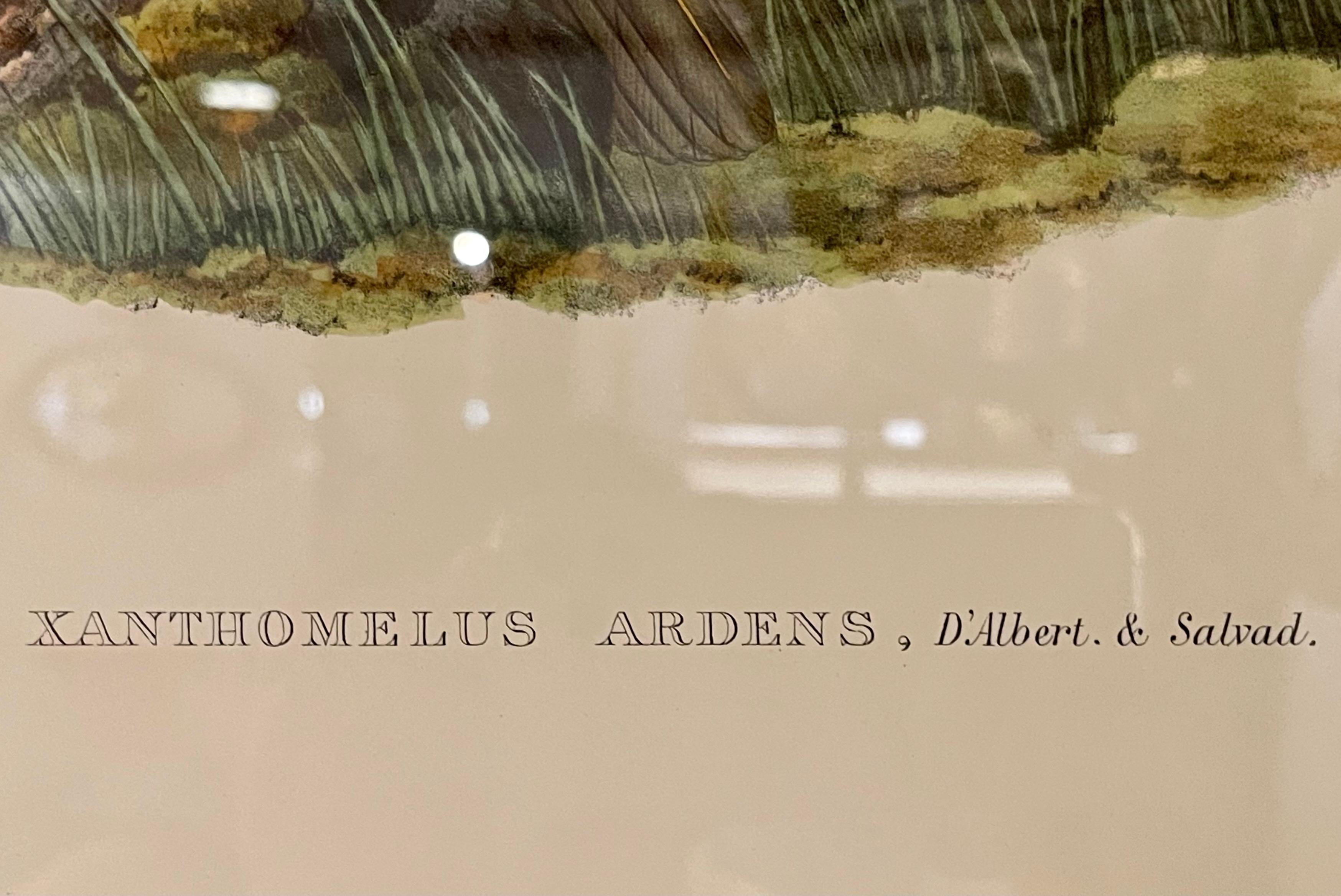 Fine Pair of Wonderfully Framed Lithographs For Sale 9