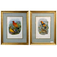 Fine Pair of Wonderfully Framed Lithographs