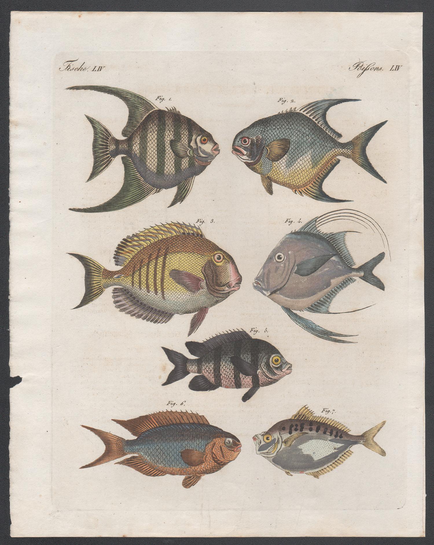 Fish, engraving with original hand-colouring, circa 1815 - Print by Unknown