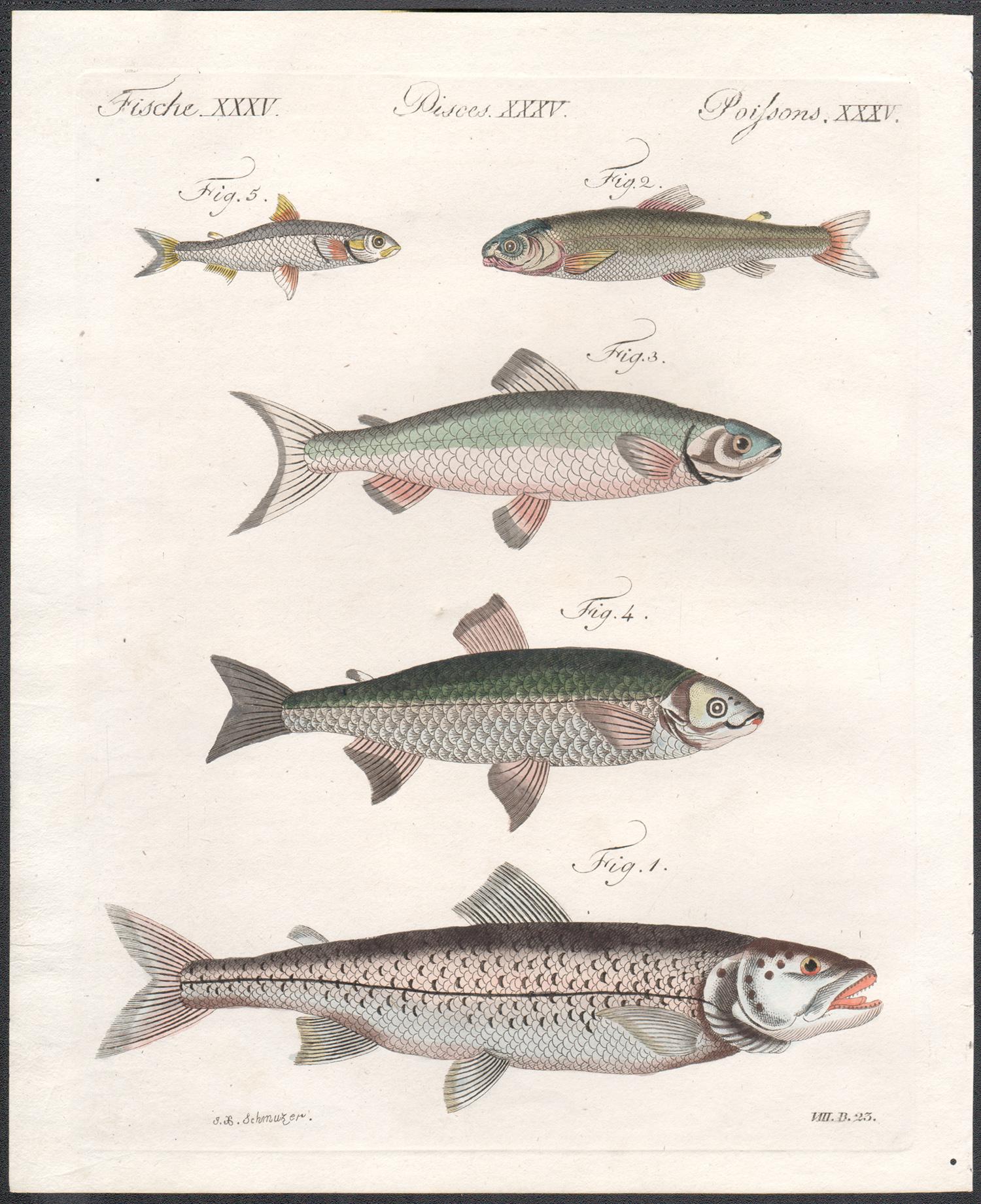 Fish, engraving with original hand-colouring, circa 1815