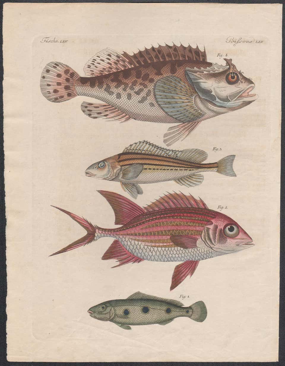 Unknown - Fish, engraving with original hand-colouring, circa 1815 For ...