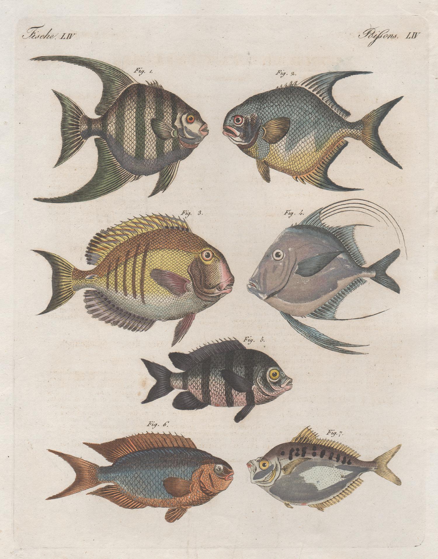 Unknown Print - Fish, engraving with original hand-colouring, circa 1815