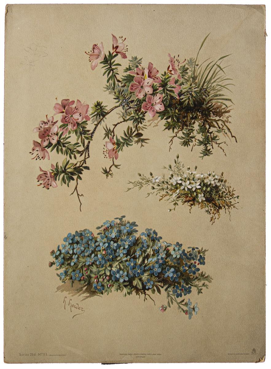 Blumen-Cromolitograph – frühes 20. Jahrhundert