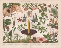 Fly-eating and Snail Plants, German antique botanical print
