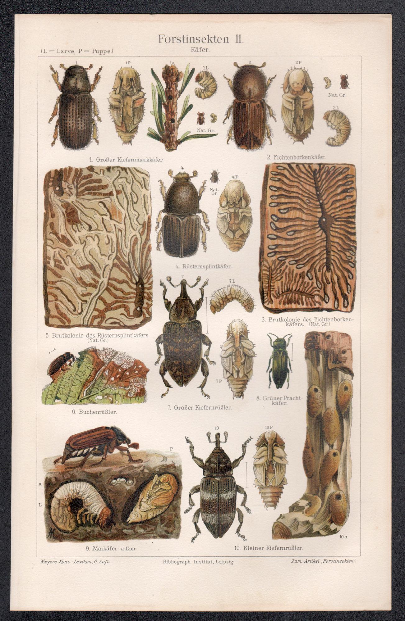 Forest Insects - Beetles, German antique chromolithograph print - Print by Unknown
