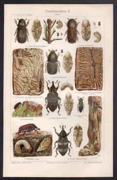 Forest Insects - Beetles, German antique chromolithograph print
