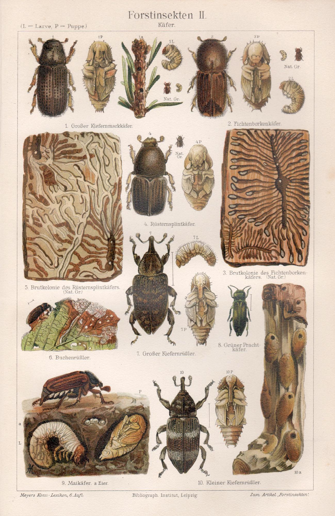 Insectes de la forêt, scarabées, impression chromolithographie ancienne allemande