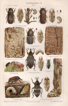 Insetti della foresta - Coleotteri, stampa cromolitografica antica tedesca