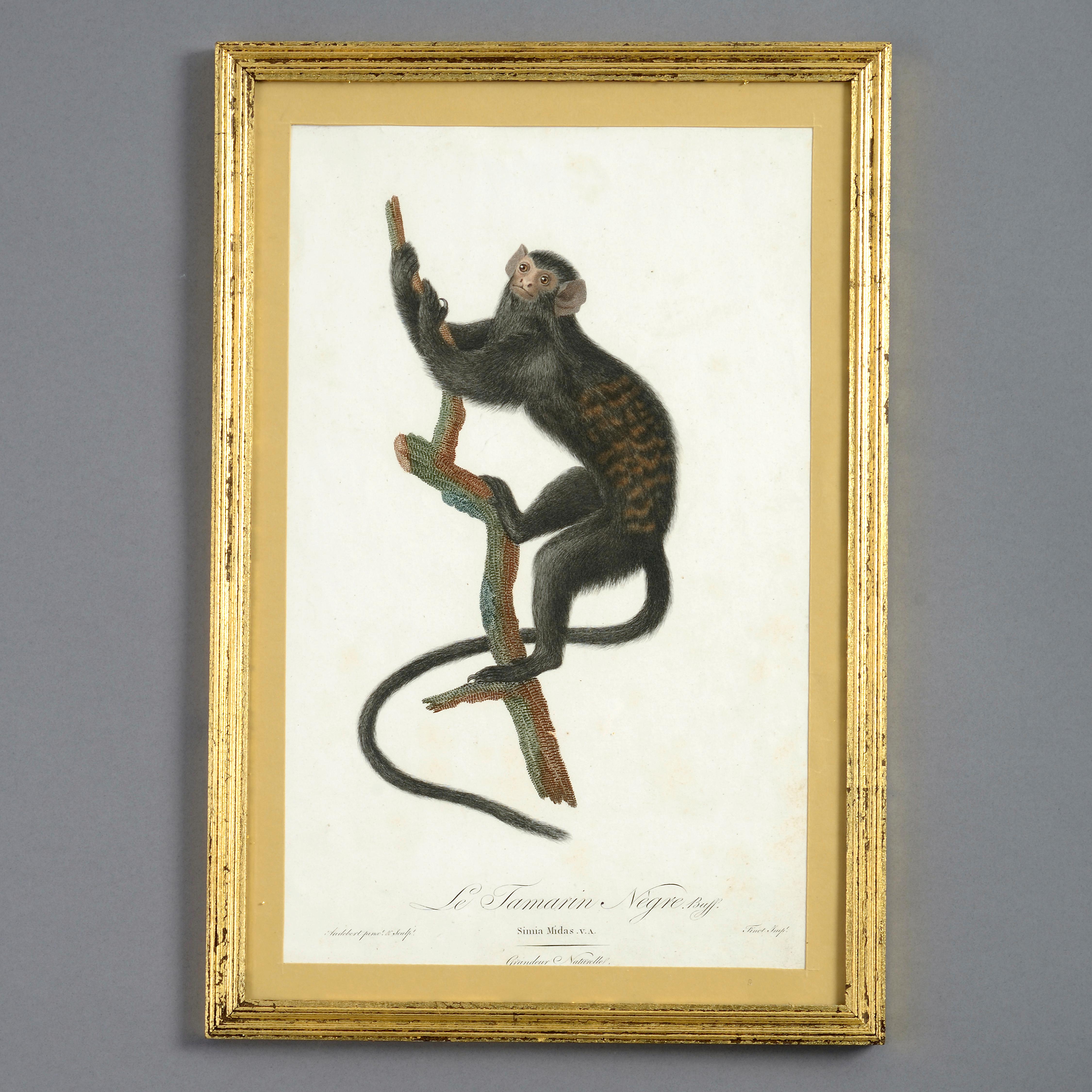 Quatre gravures de singes colorées à la main de la fin du XVIIIe siècle - Print de Unknown