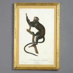 Four Late 18th Century Hand-coloured Monkey Engravings