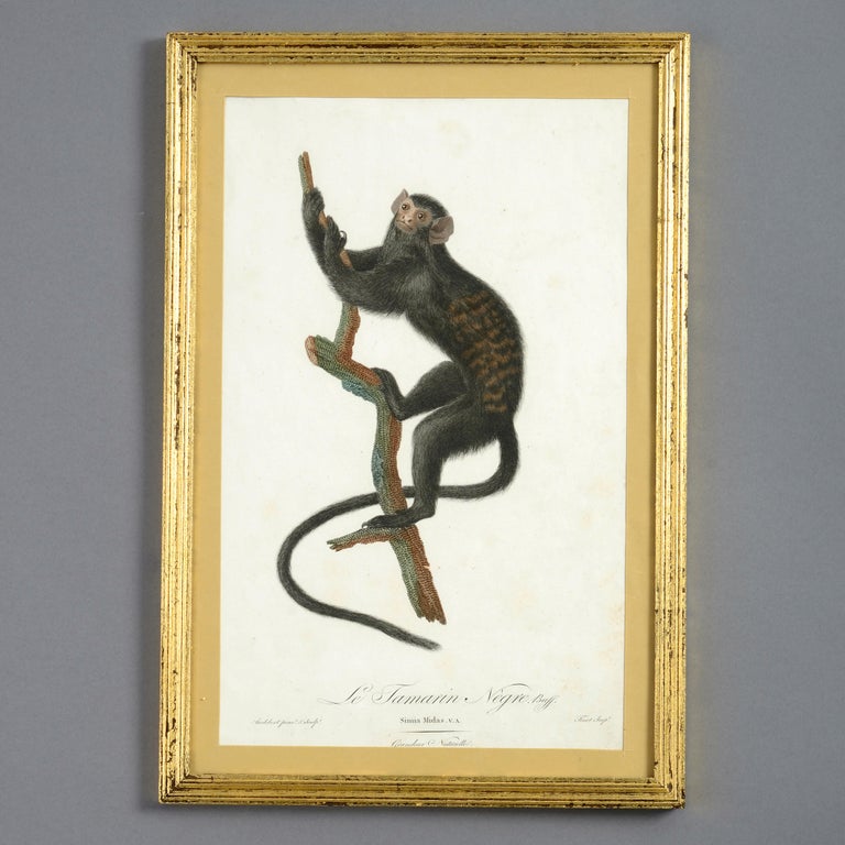 Unknown - Four Late 18th Century Hand-coloured Monkey Engravings For ...
