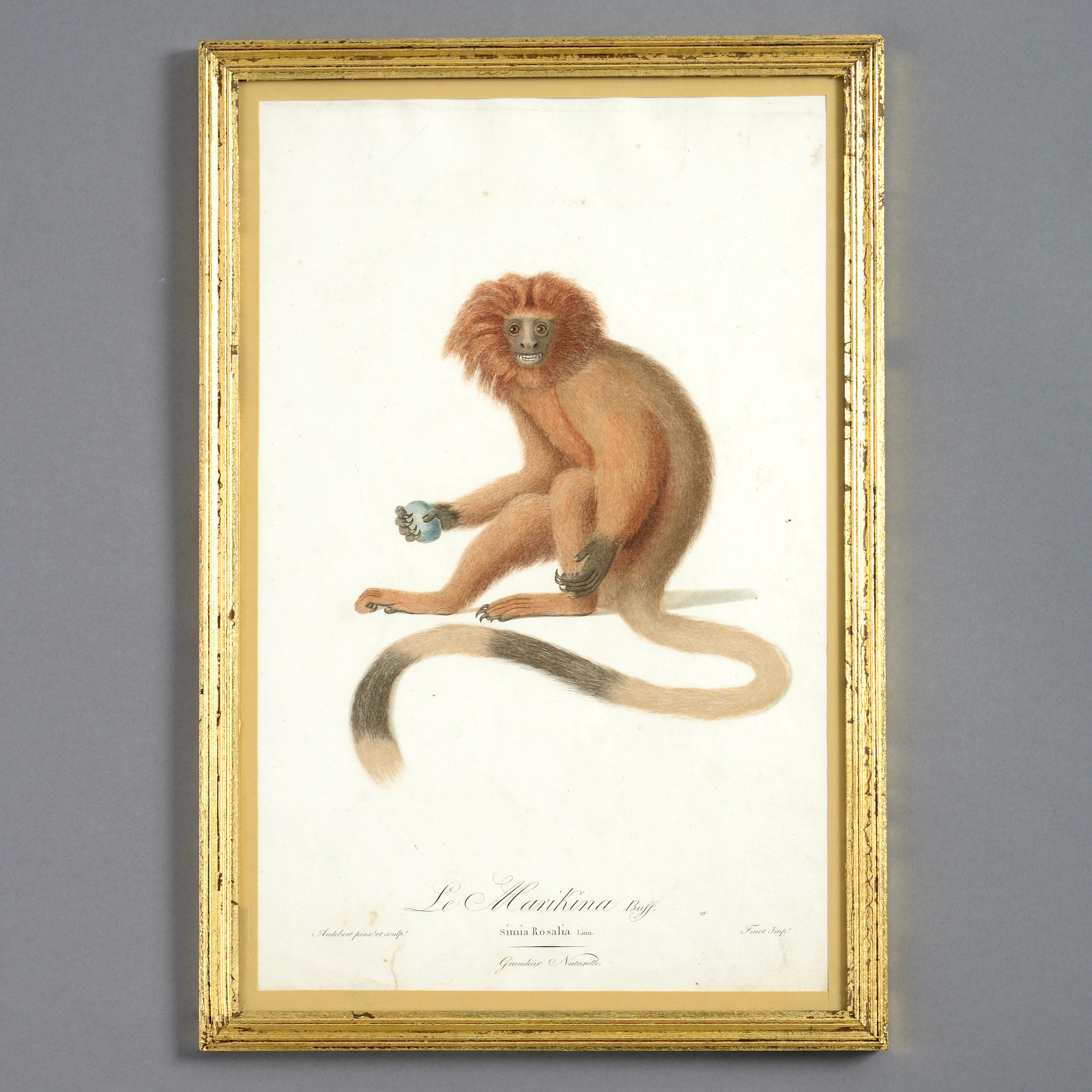 Quatre gravures de singes colorées à la main de la fin du XVIIIe siècle - Naturalisme Print par Unknown