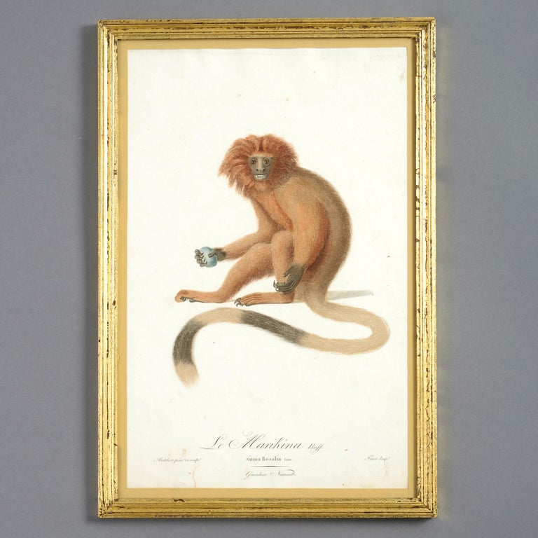 Unknown - Four Late 18th Century Hand-coloured Monkey Engravings For ...
