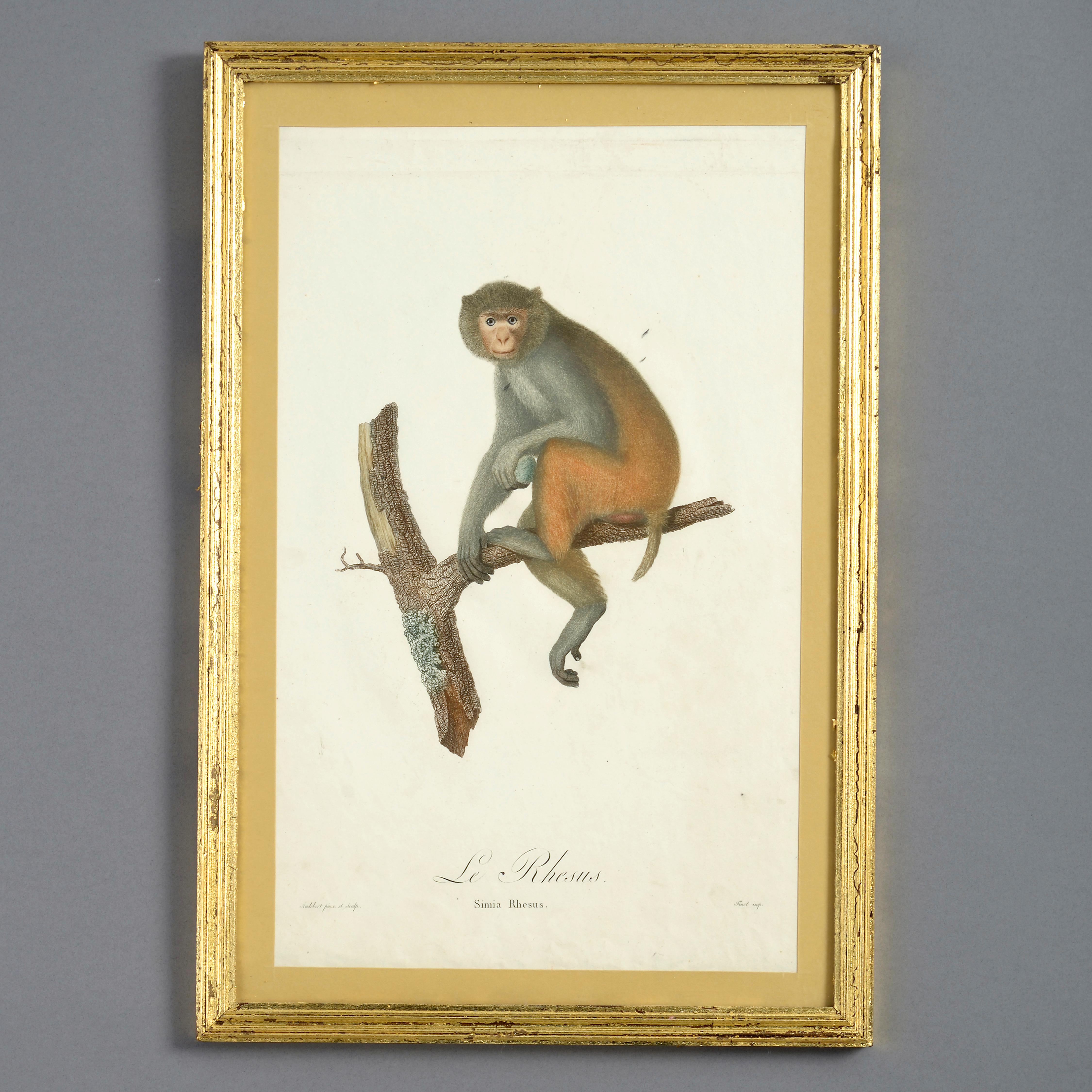 Four Late 18th Century Hand-coloured Monkey Engravings - Beige Animal Print by Unknown