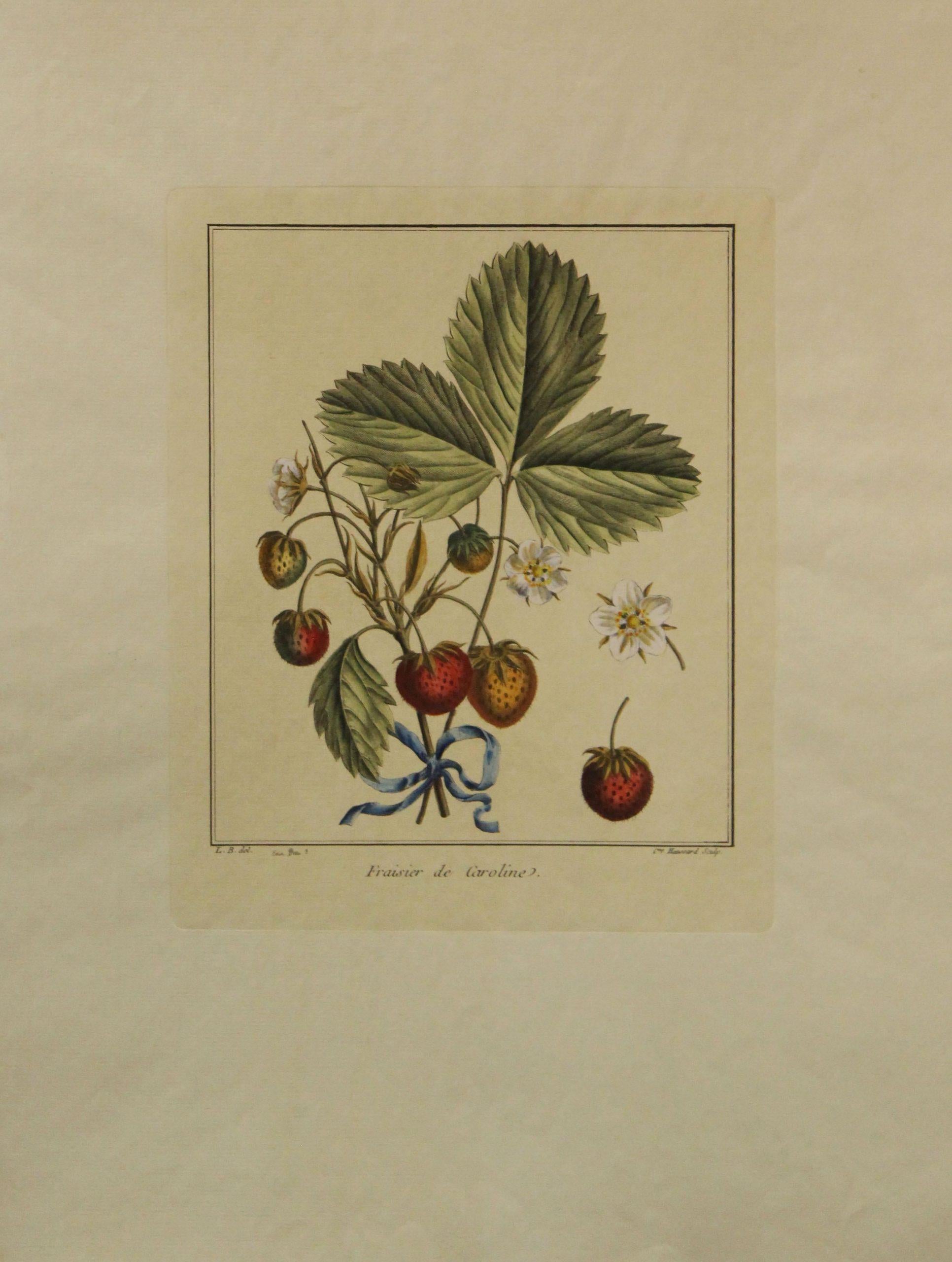 Unknown Still-Life Print - Fraisier de Caroline-Vintage Botanical Print