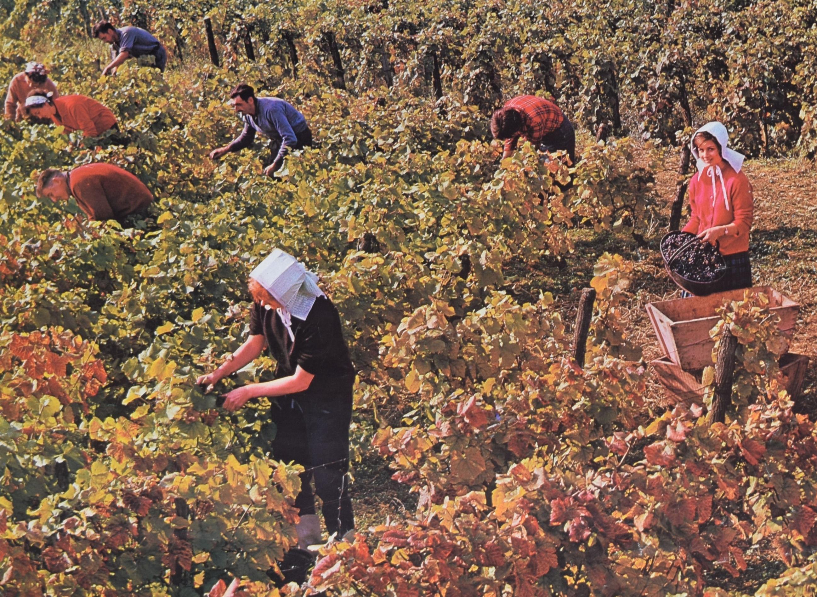France - wines of Burgundy Château du Clos de Vouge original vintage poster For Sale 1