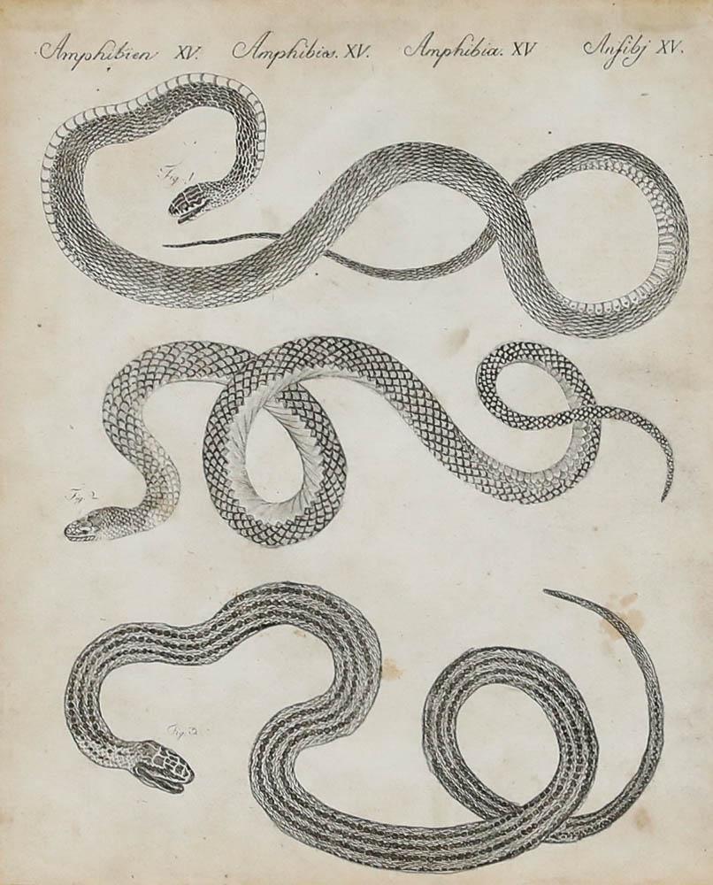 Friedrich Justin Bertuch (1747-1822) - Early 19th Century Engraving, Amphibians - Print by Unknown