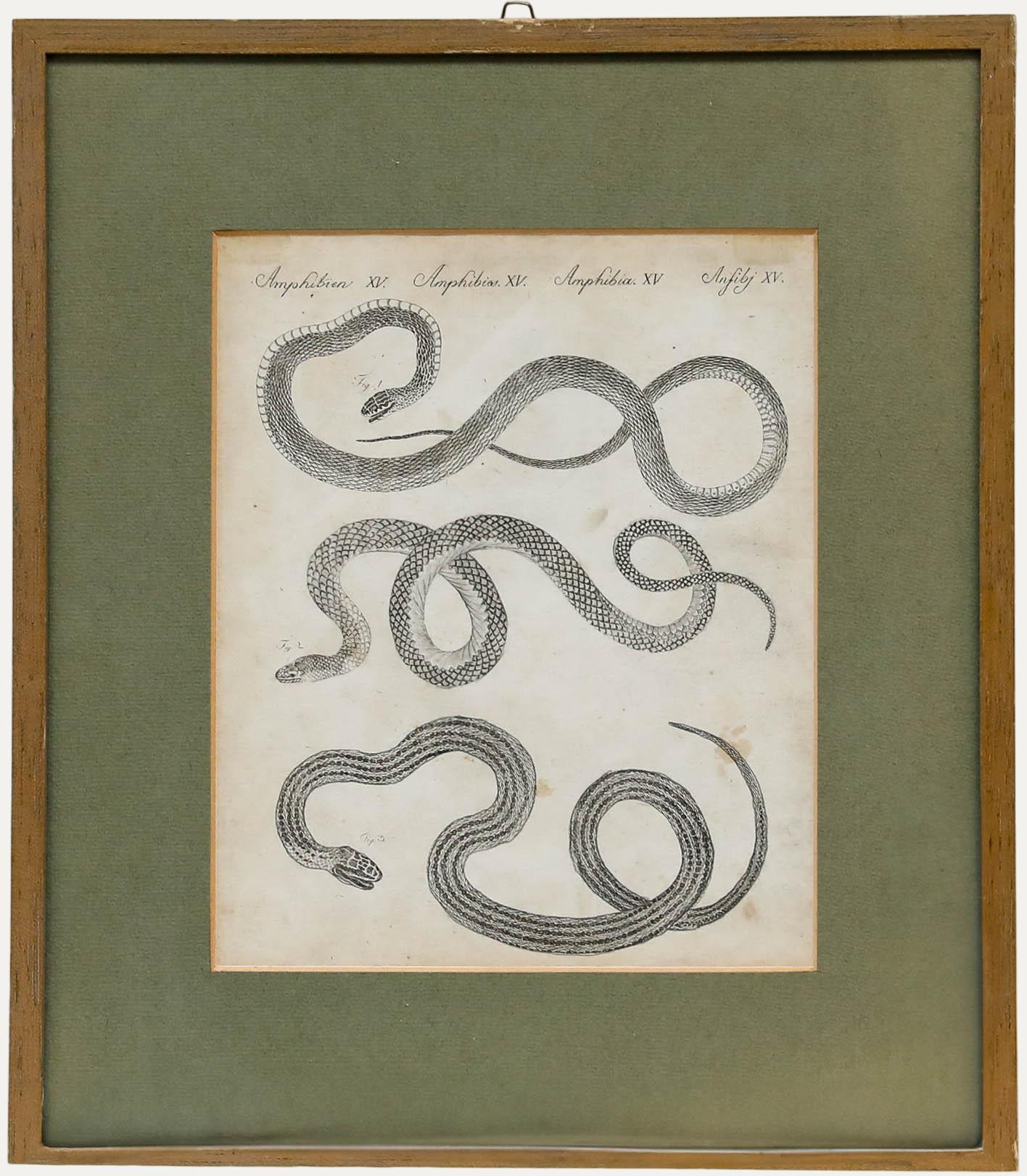Unknown Animal Print - Friedrich Justin Bertuch (1747-1822) - Early 19th Century Engraving, Amphibians