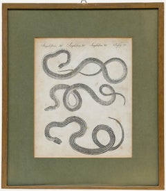 Friedrich Justin Bertuch (1747-1822) - Early 19th Century Engraving, Amphibians