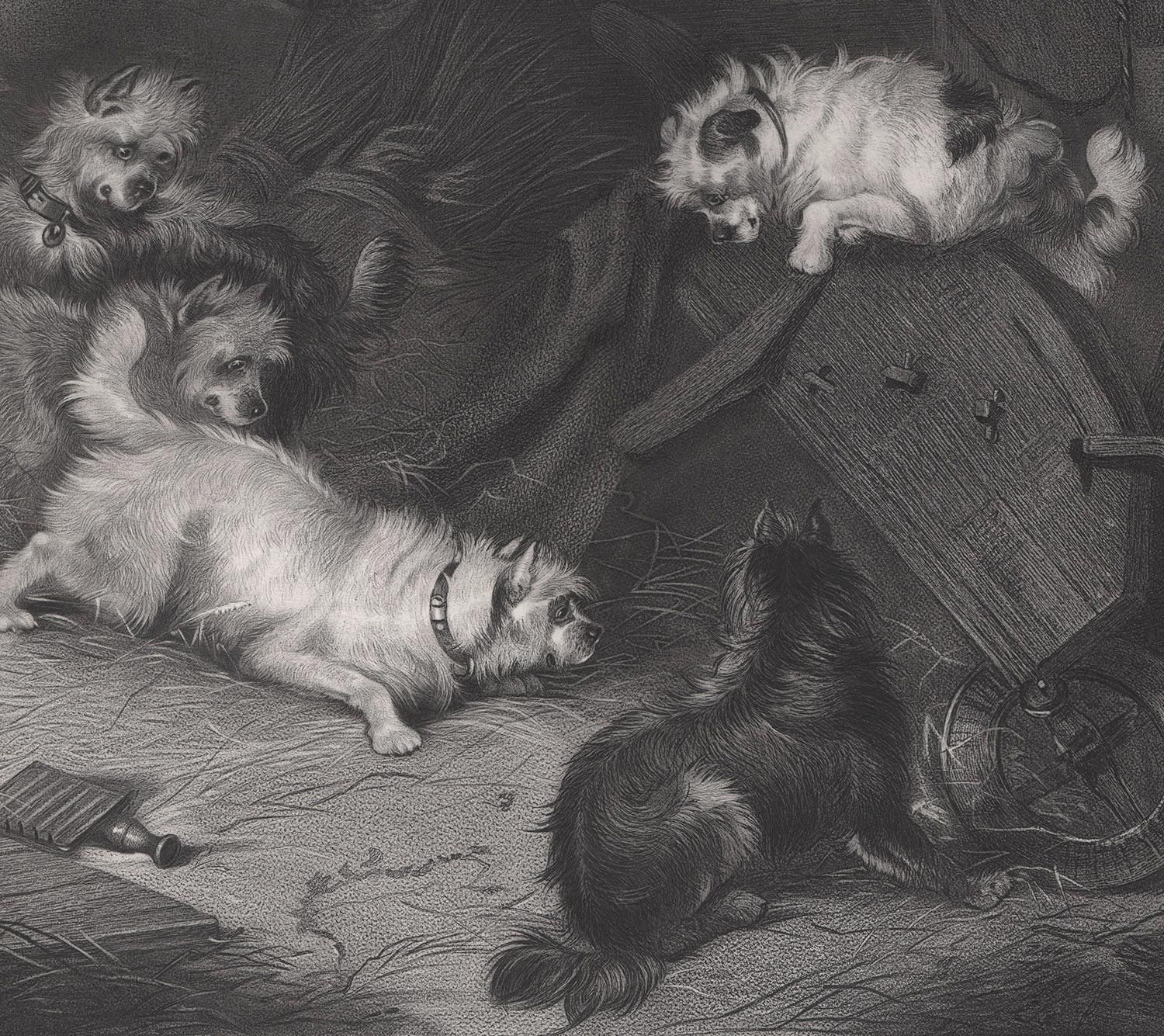 Full Practice. Terrier dogs. 19th century mixed method engraving, circa 1865 - Print by Unknown