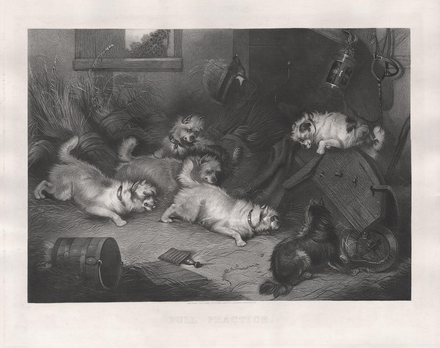 Full Practice. Terrier dogs. 19th century mixed method engraving, circa 1865