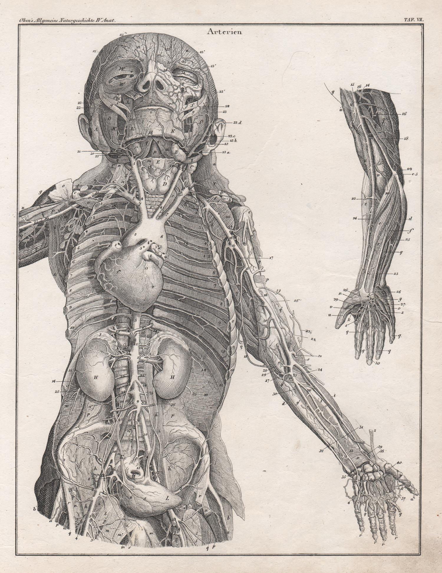 Unknown Print - German anatomical medical antique lithograph - Arteries