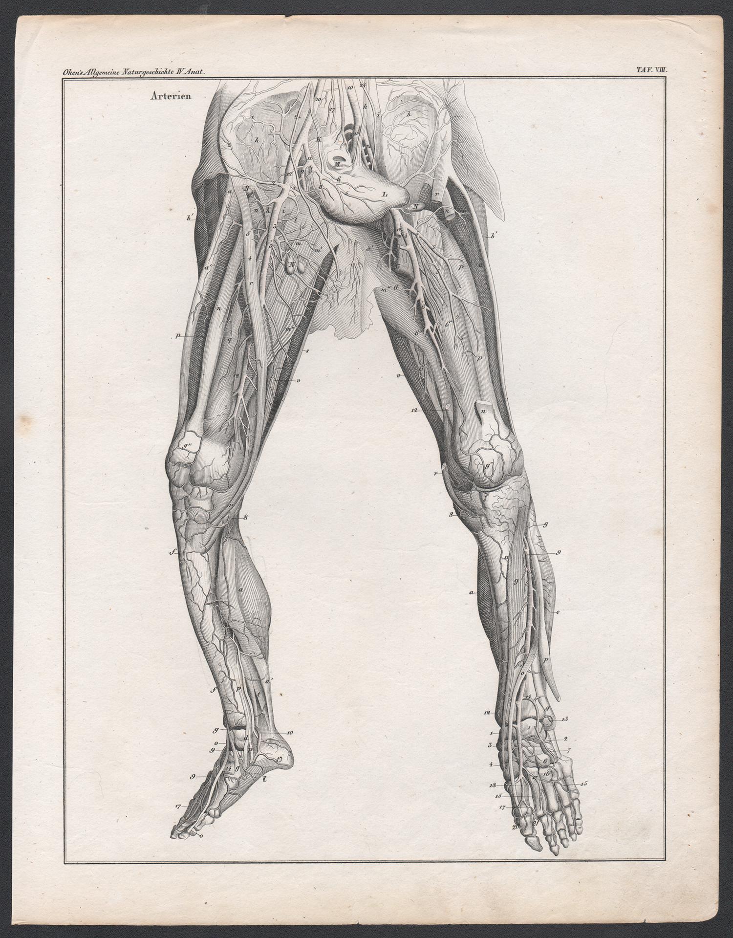 German anatomical medical antique lithograph - Veins in the Legs - Print by Unknown