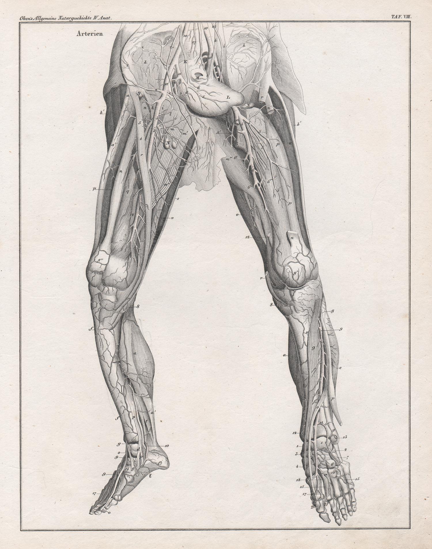 Unknown Print - German anatomical medical antique lithograph - Veins in the Legs