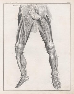 German anatomical medical Antique lithograph - Veins in the Legs