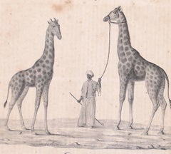 Giraffes - Original Lithograph - 1828