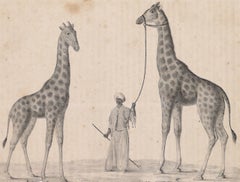 Antique Giraffes - Original Lithograph - 1828