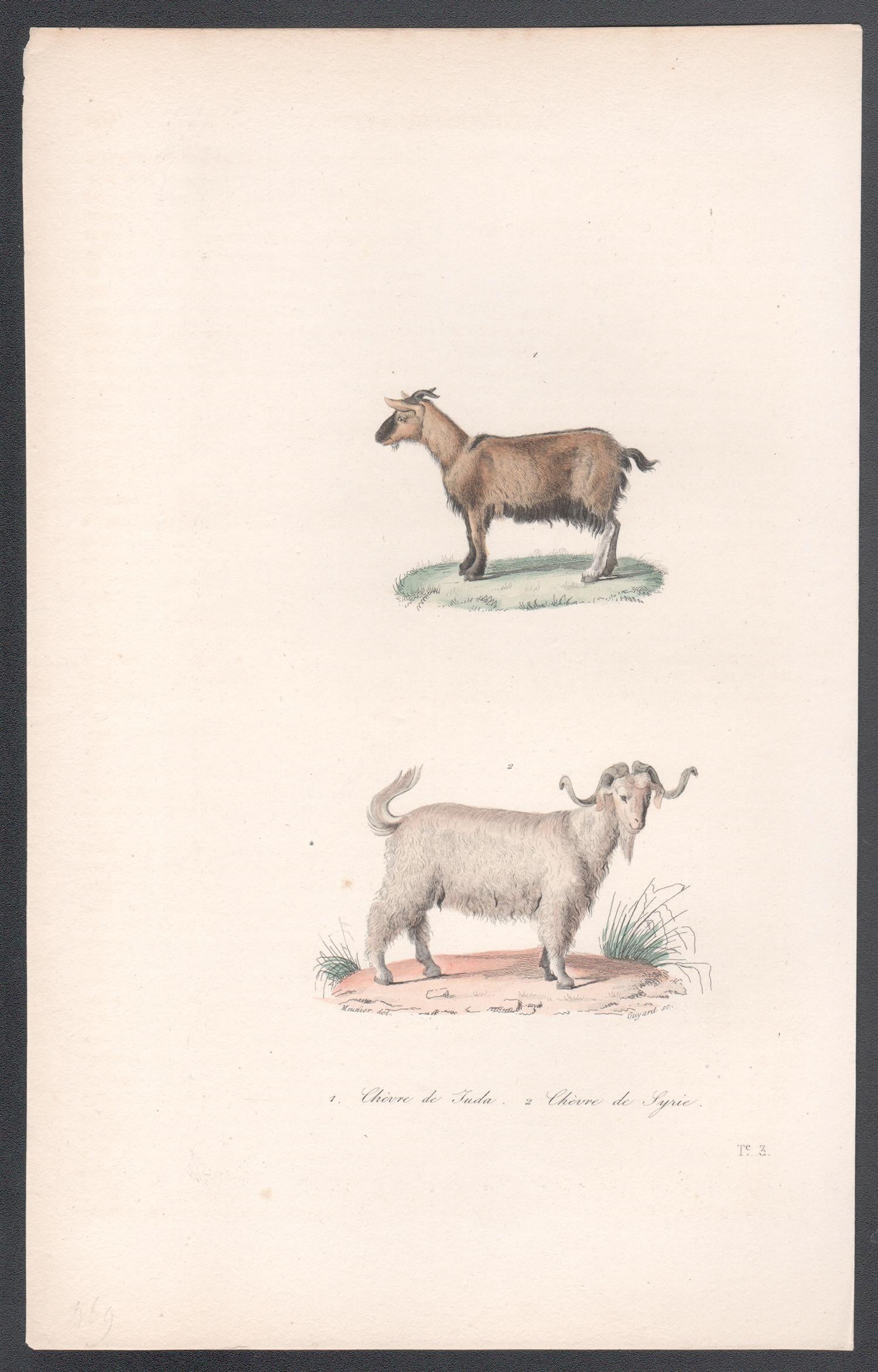 Goats, mid 19th French century animal engraving - Print by Unknown
