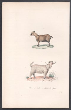 Goats, mid 19th French century animal engraving