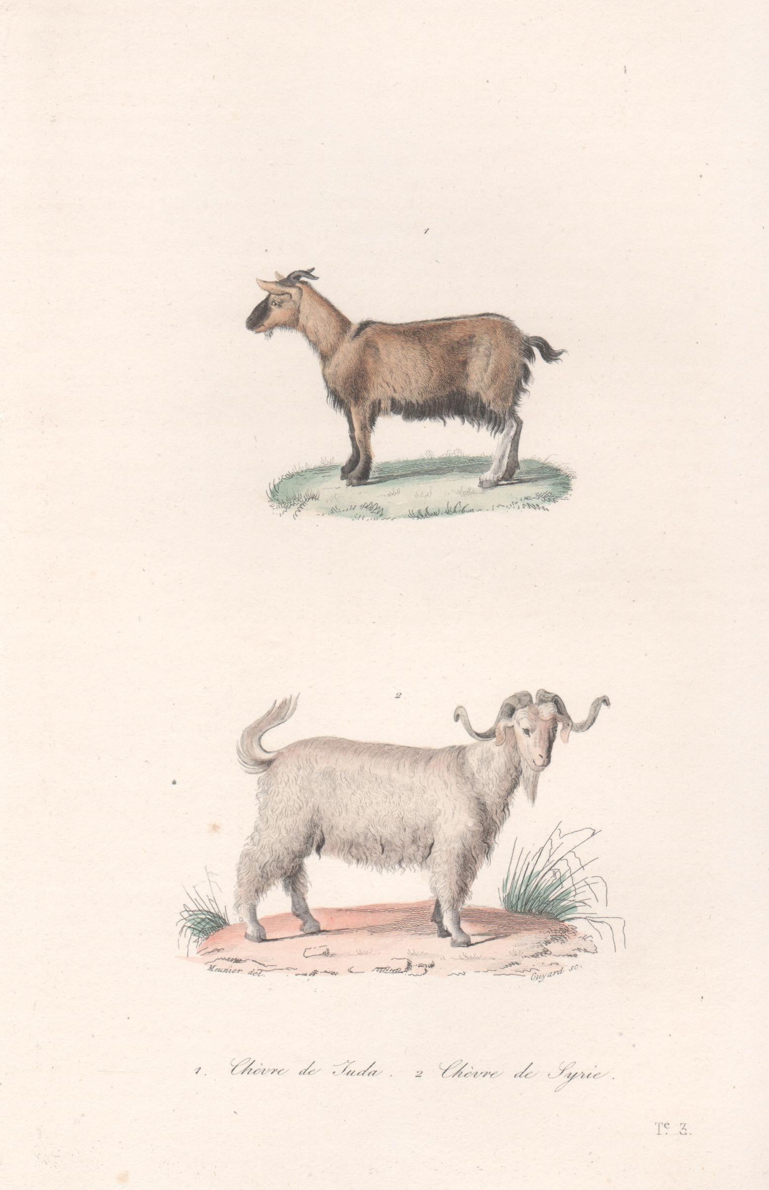 Unknown Animal Print - Goats, mid 19th French century animal engraving