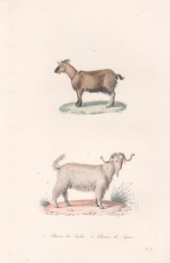 Antique Goats, mid 19th French century animal engraving