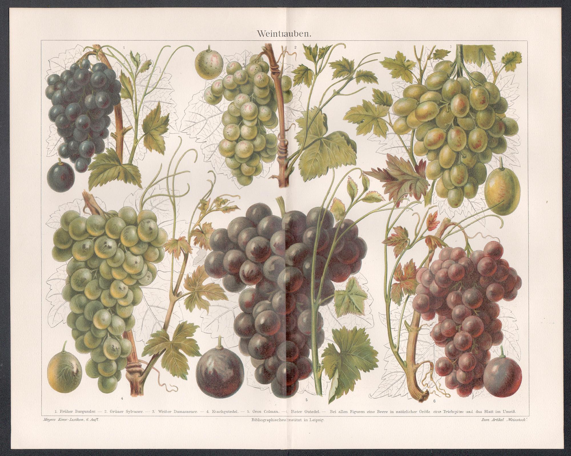 Grapes, German antique botanical fruit chromolithograph print. Wine interest. - Print by Unknown