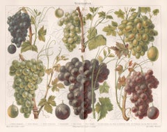 Grapes, German antique botanical fruit chromolithograph print. Wine interest.