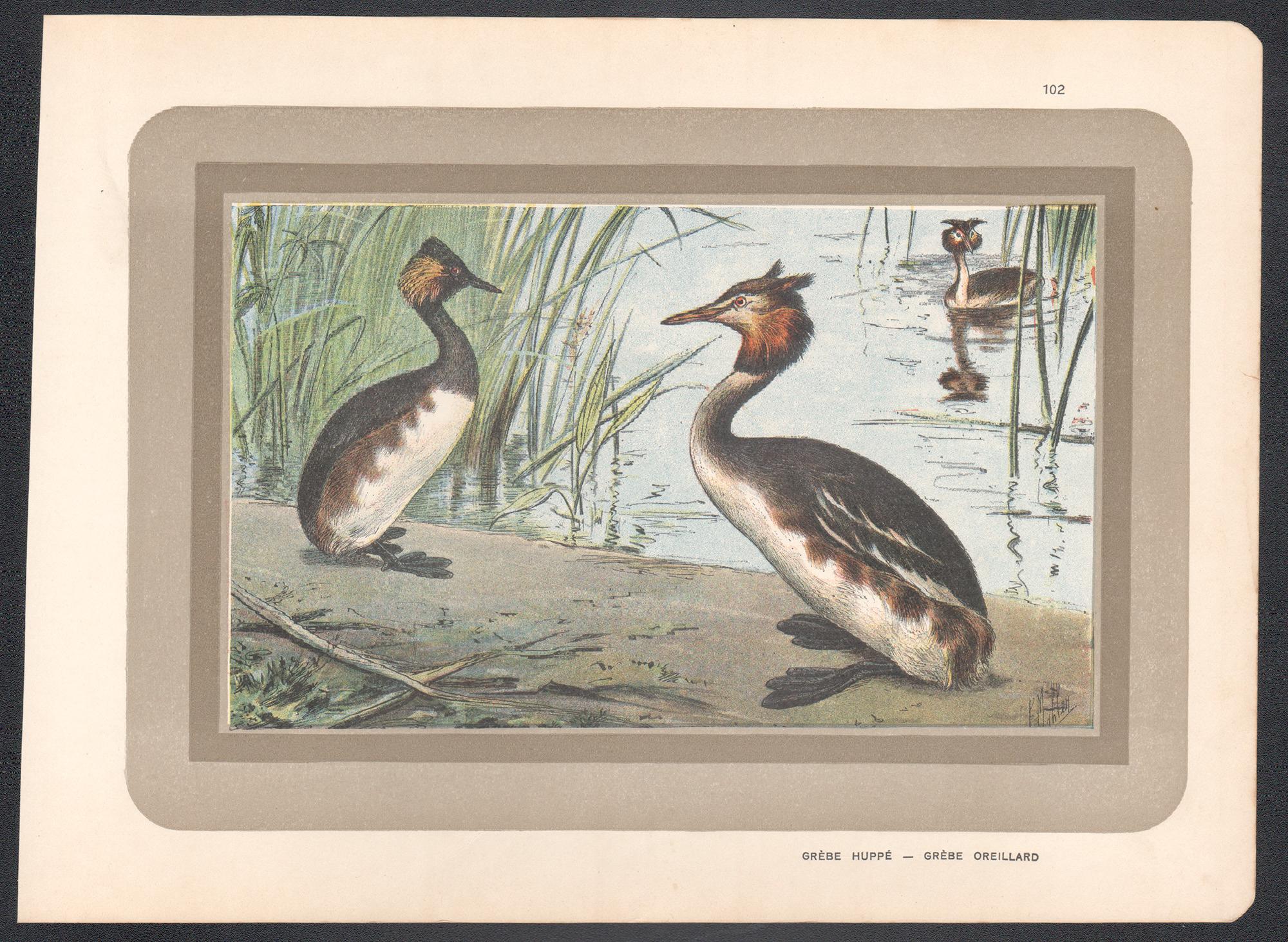 Großer Kreide, Französischer antiker Naturkunde-Aquarelldruck von Wasservögeln – Print von Unknown