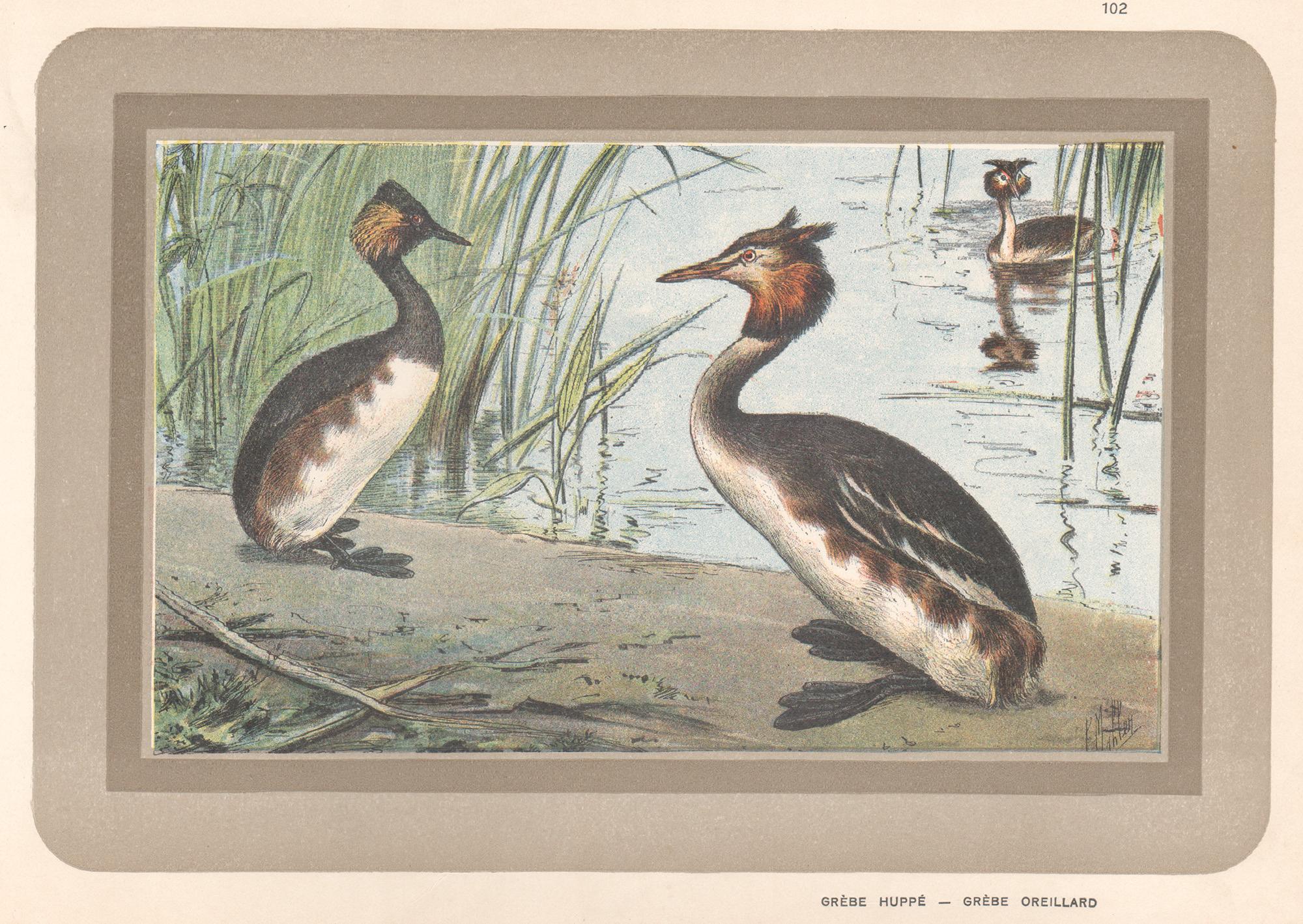 Unknown Animal Print – Großer Kreide, Französischer antiker Naturkunde-Aquarelldruck von Wasservögeln