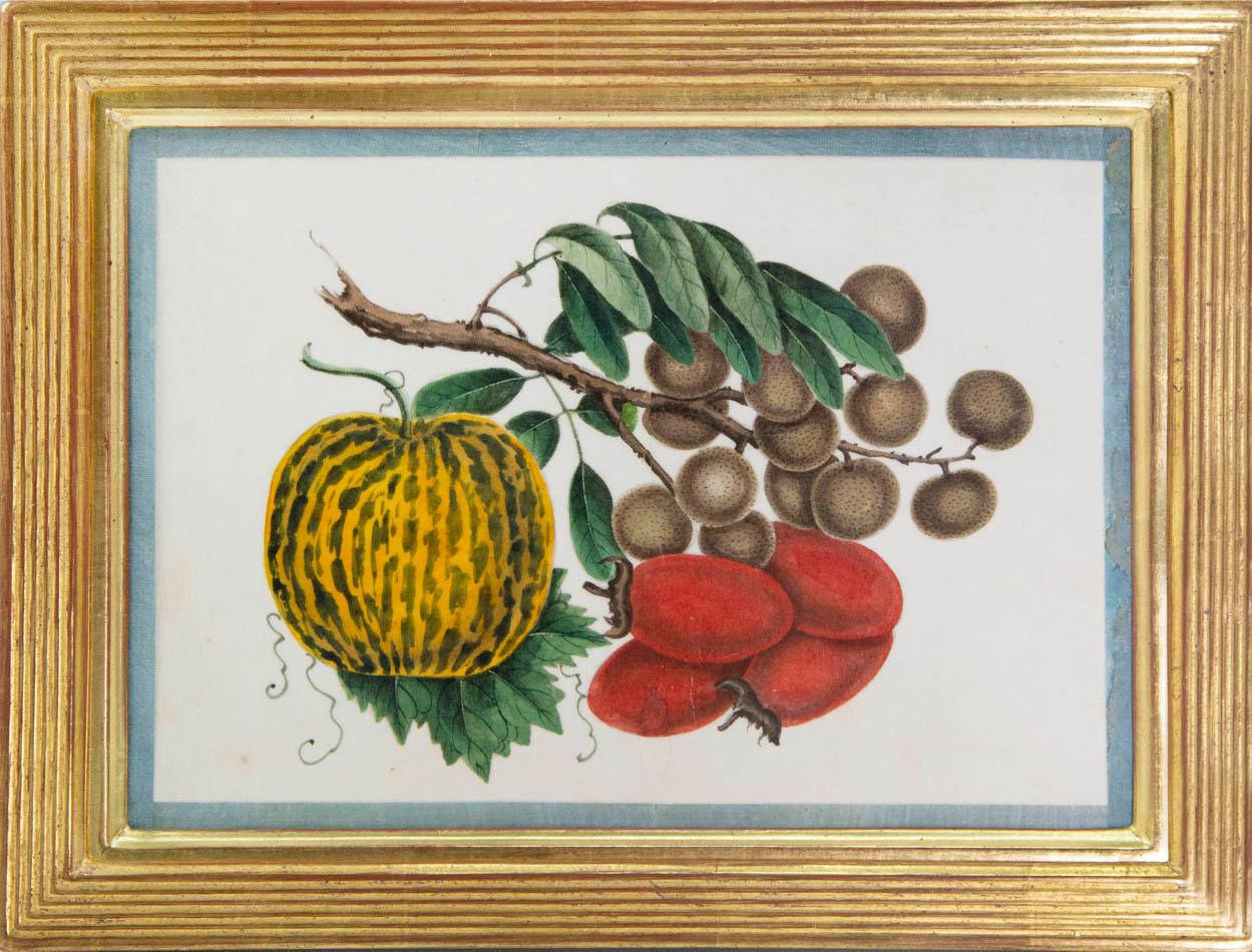[CHINESE SCHOOL].
Group of Eight Exotic Fruit.  
19th century, c.1880.  
Group of eight watercolour and gouache pith papers of Exotic Fruits, edged in turquoise silk ribbon and laid on paper.   Framed and glazed, overall size:  32.2cm by 24.1cm.   