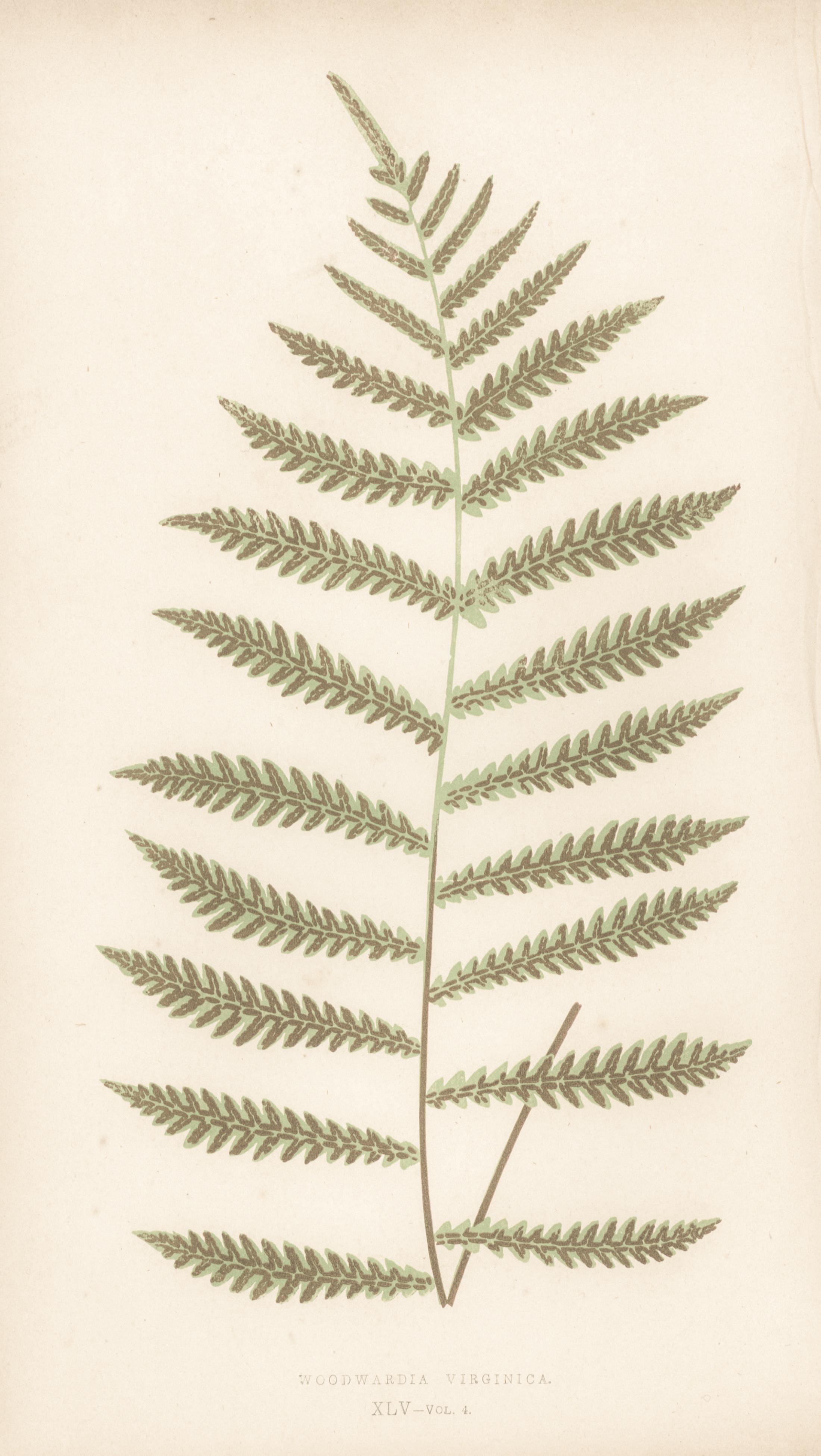Grouping of Four Ferns - Print by Unknown