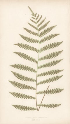 Grouping of Four Ferns